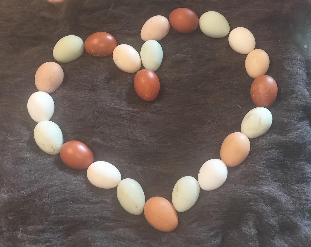 Broedeieren, Dieren en Toebehoren