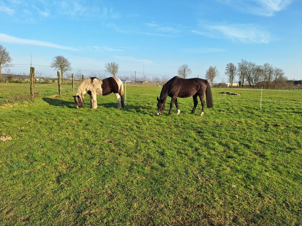 Verzorger gezocht, Oudsbergen (Genk/HHO)