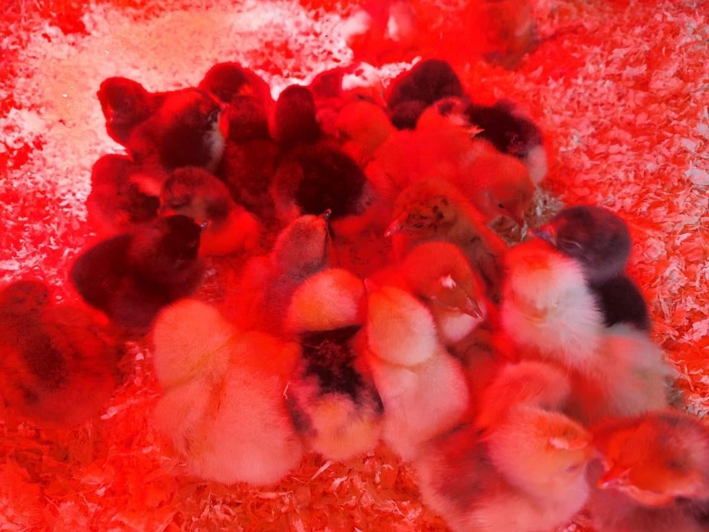 Kuikens, Dieren en Toebehoren