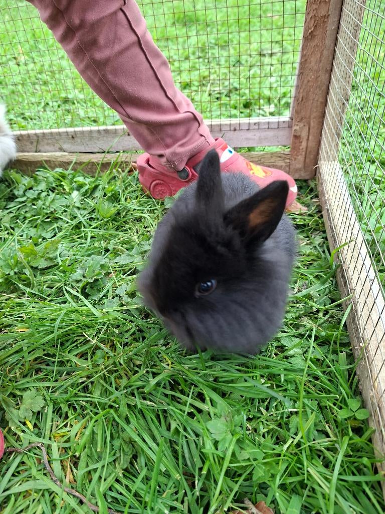 1 zwart raszuiver dwergkonijn leeuwenkopje, Dieren en Toebehoren, Konijnen, Dwerg, Mannelijk, 0 tot 2 jaar