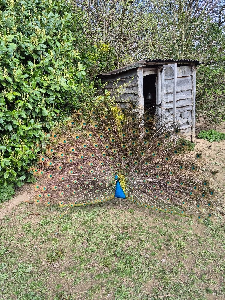 Blauwe pauw te verkrijgen, Dieren en Toebehoren, Mannelijk, Overige soorten