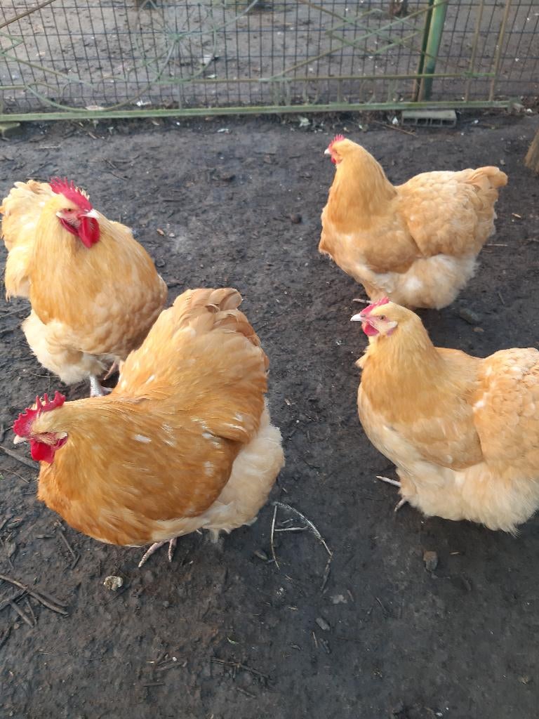 Œufs à éclore d'Orpington, Animaux & Accessoires, Poule ou poulet