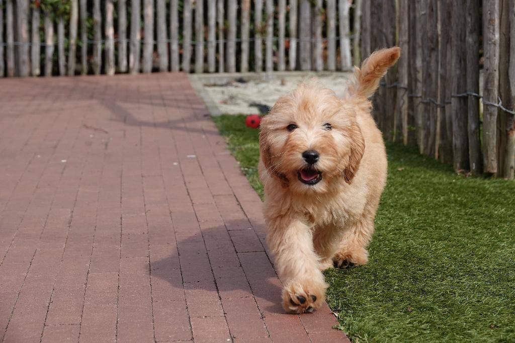 Prachtige medium Labradoodle pups, met stamboom, Dieren en Toebehoren, Honden | Retrievers, Spaniëls en Waterhonden, Parvo, België