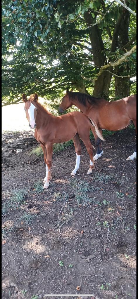 Poulain pleins papiers, L