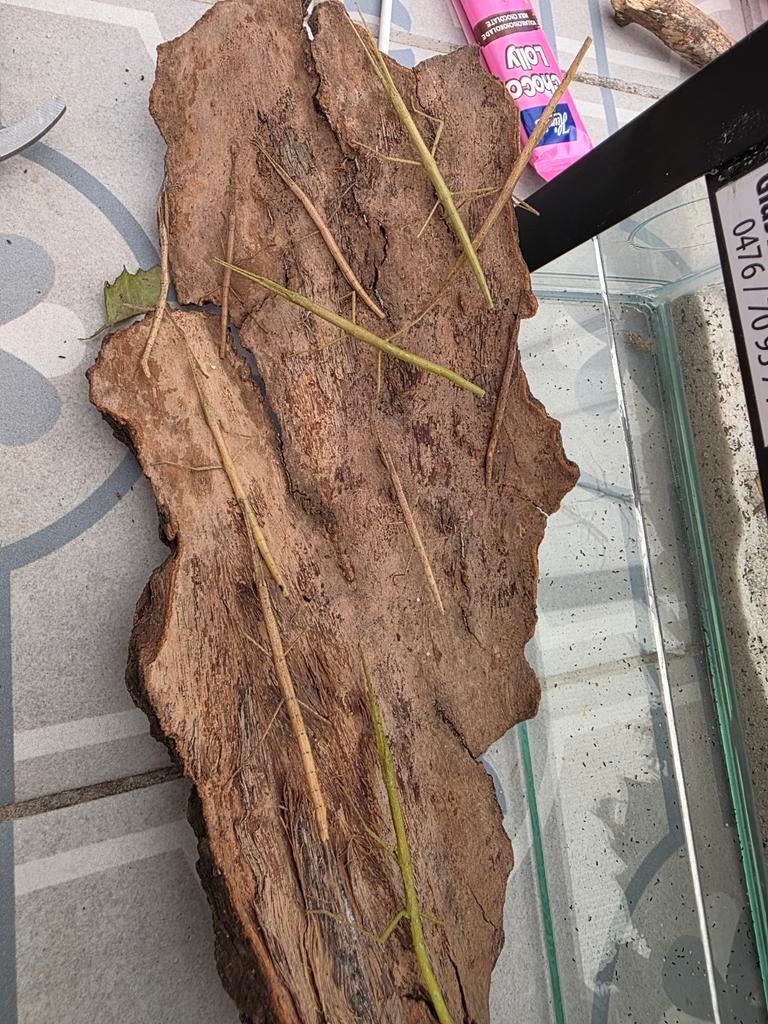 Indische wandelende takken, Dieren en Toebehoren