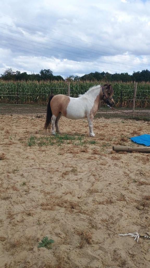 Mooi miniatuurpaard merrie