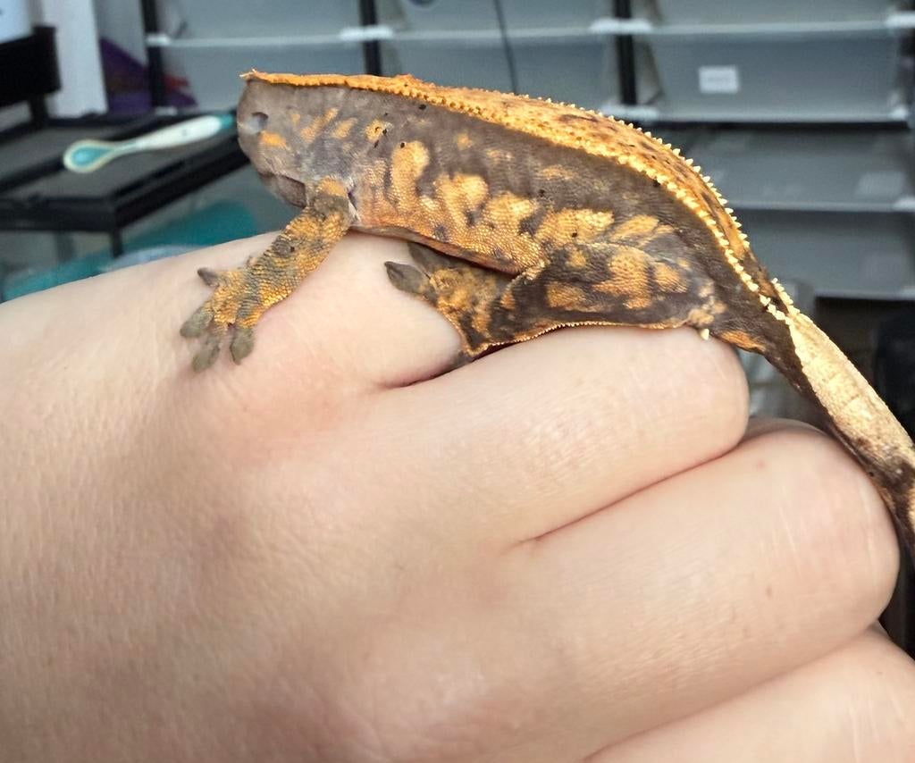 Dark harlequin with spots wimpergekko, Animaux & Accessoires