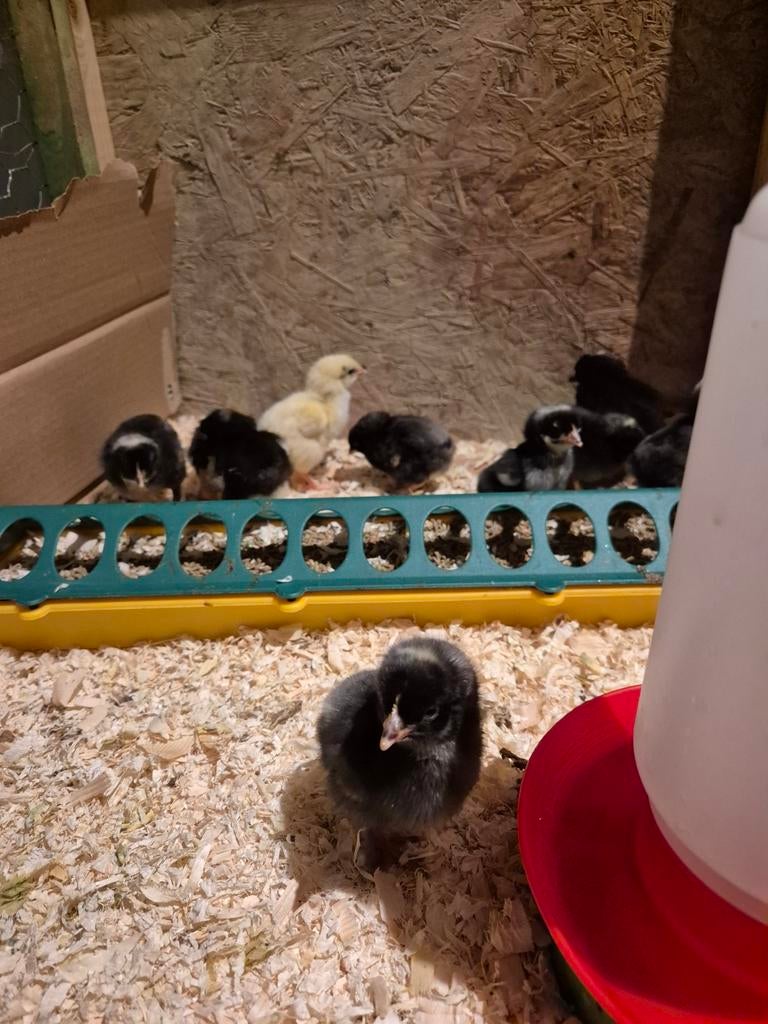 Mechelse koekoek kuikens kip te koop, Dieren en Toebehoren, Meerdere dieren, Kip