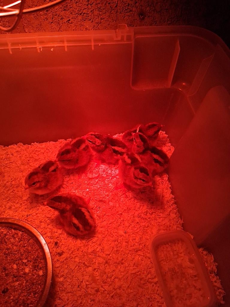 Welsumer kuikens, Sexe inconnu, Poule ou poulet