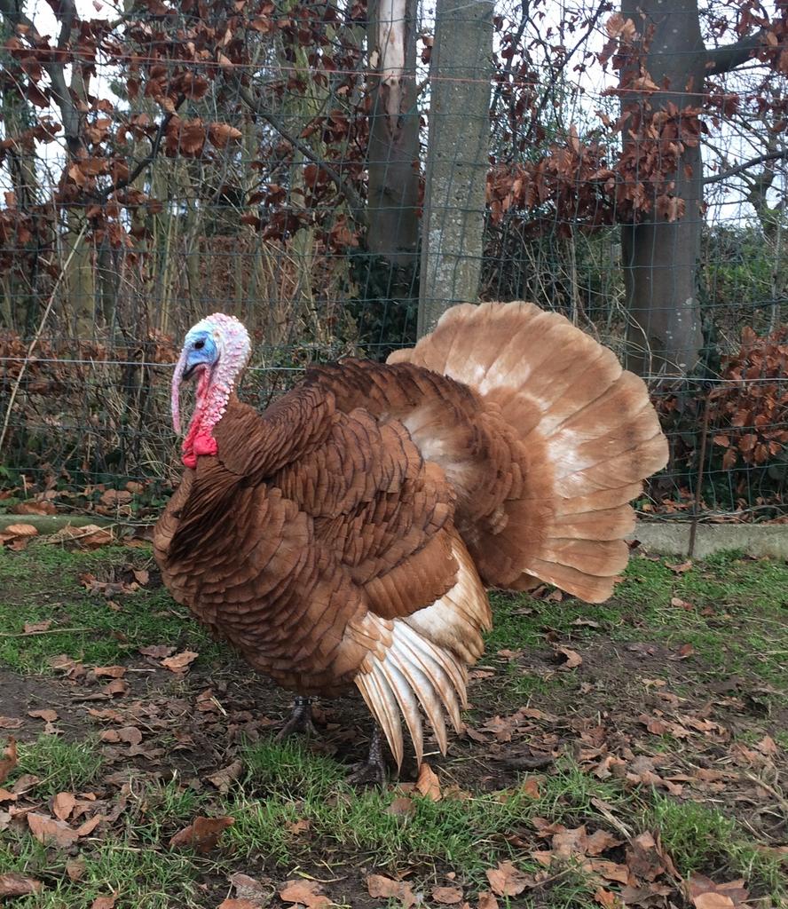 Rode Ardenner Kalkoen, Dieren en Toebehoren, Pluimvee, Kalkoen