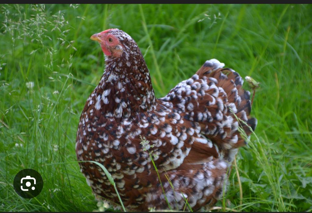 Gezocht: cochin kriel en wyandotte porselein, Dieren en Toebehoren, Pluimvee, Vrouwelijk, Kip