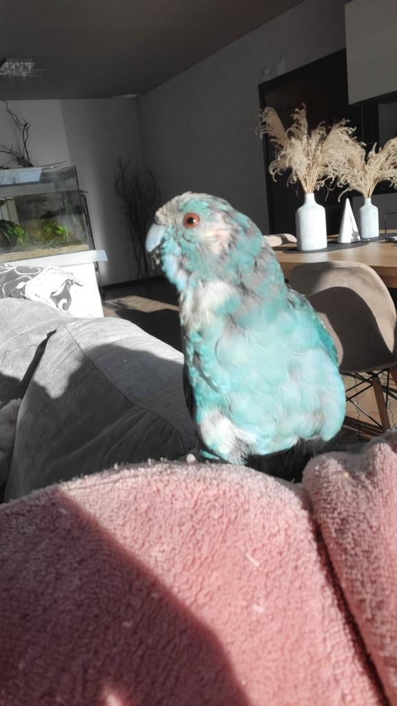 Kakariki  apprivoisé  males, Animaux & Accessoires