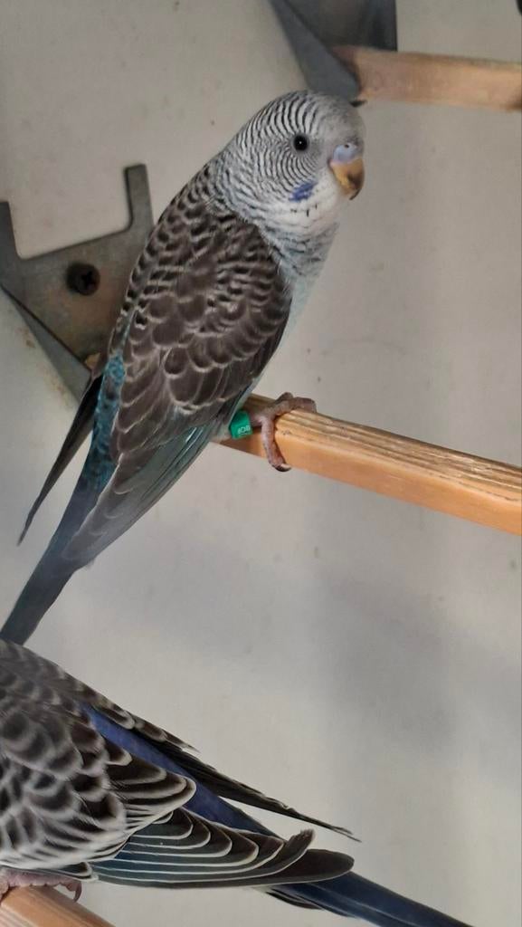 Blauwe bw/bf pop, Animaux & Accessoires, Bagué