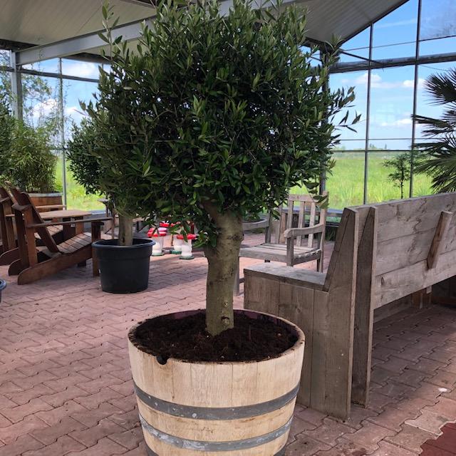 Wijnvaten beplant met mooie olijfbomen en palmen, Tuin en Terras, Ophalen of Verzenden, Vaste plant