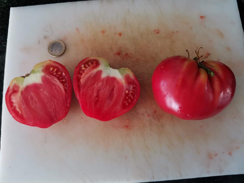 vroege grote tomaat German Red Strawberry - 5 zaden, Verzenden, Voorjaar, Zaad