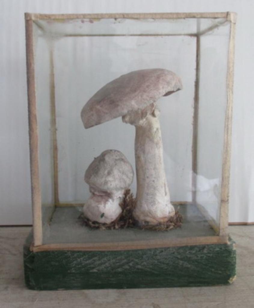 modèles botaniques anciens champignons dans une boîte en ver, Antiquités & Art, Envoi