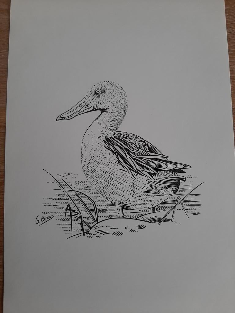Gravure d'oiseaux par Buzin « Slobeend » 2015, Neuf, Non oblitéré, Avec enveloppe, Timbre-poste