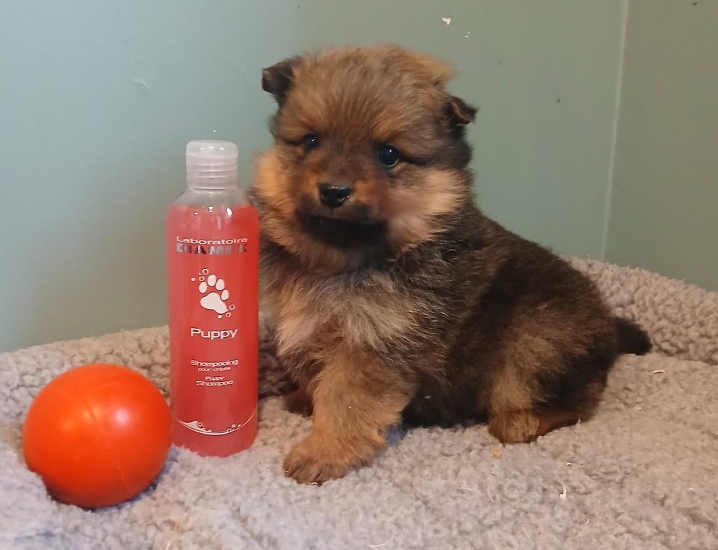 Keesjes zoeken warme thuis, Dieren en Toebehoren, Parvo, België, Overige rassen, 8 tot 15 weken