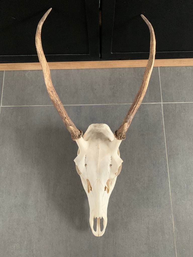 Crâne de cervidé, Collections, Collections Animaux, Enlèvement, Comme neuf, Crâne