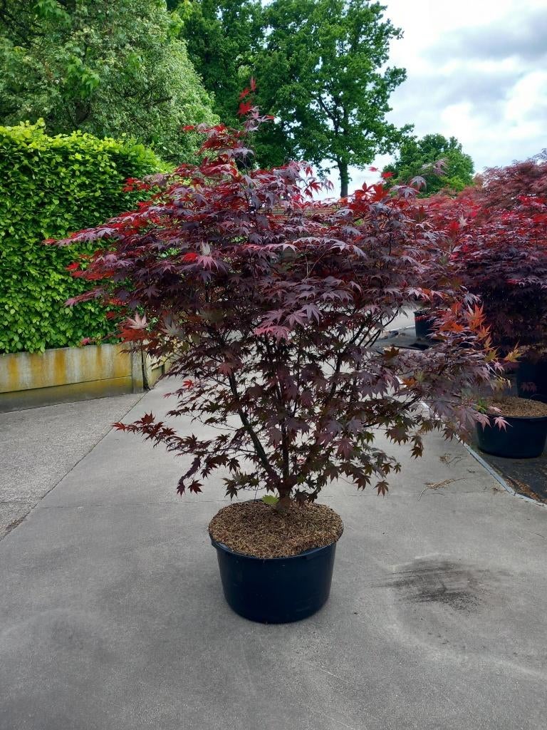 Meerstammige bomen, Tuin en Terras, Planten | Bomen, Overige soorten, 100 tot 250 cm, In pot, Ophalen