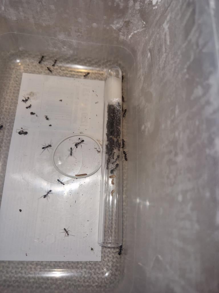 Camponotus barbaricus 1q 100-130w | fourmis, Animaux & Accessoires, Insectes & Araignées, Fourmis