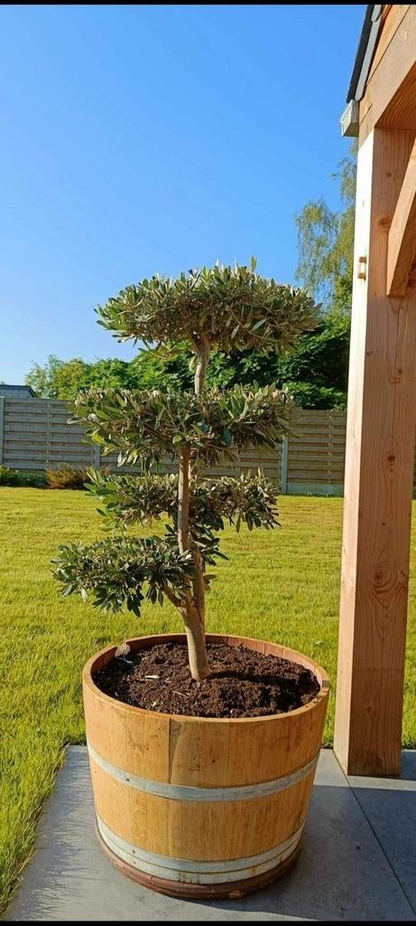 Olijfbomen koopjes, Tuin en Terras, Planten | Tuinplanten, Ophalen of Verzenden