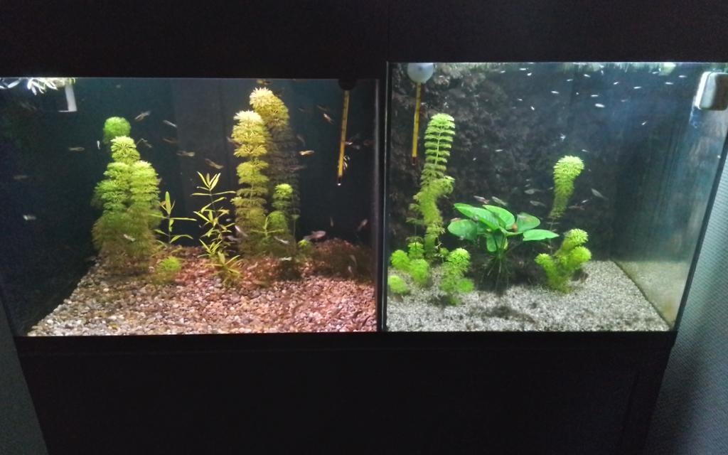 Dubbel aquarium, Dieren en Toebehoren, Ophalen