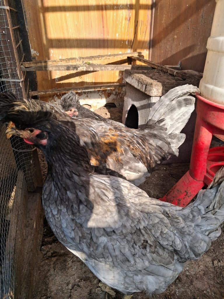 Kosovolangkraaier, Dieren en Toebehoren, Pluimvee