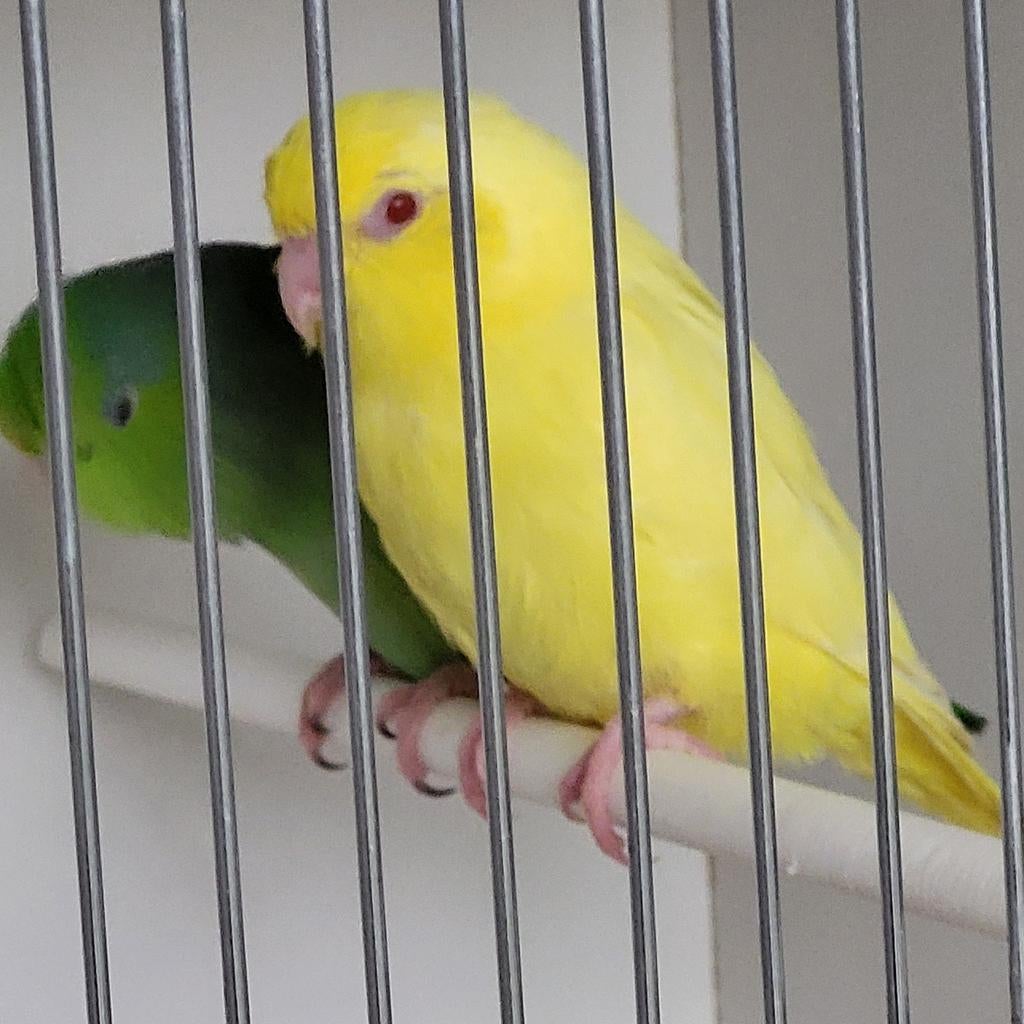 Grijsrugsperling lutino forpus Coellestis, Dieren en Toebehoren, Vogels | Parkieten en Papegaaien, Geringd