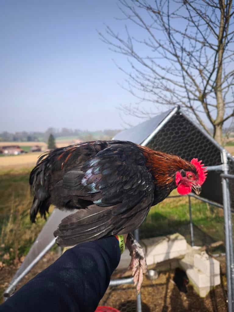 Marans, Animaux & Accessoires