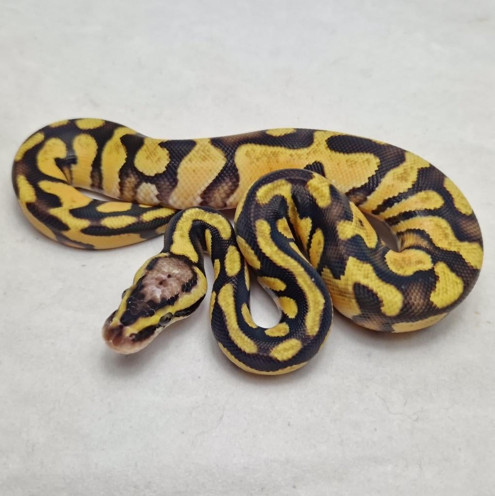 Enchi Pastel koningspython man, Dieren en Toebehoren, Slang, Tam, 0 tot 2 jaar