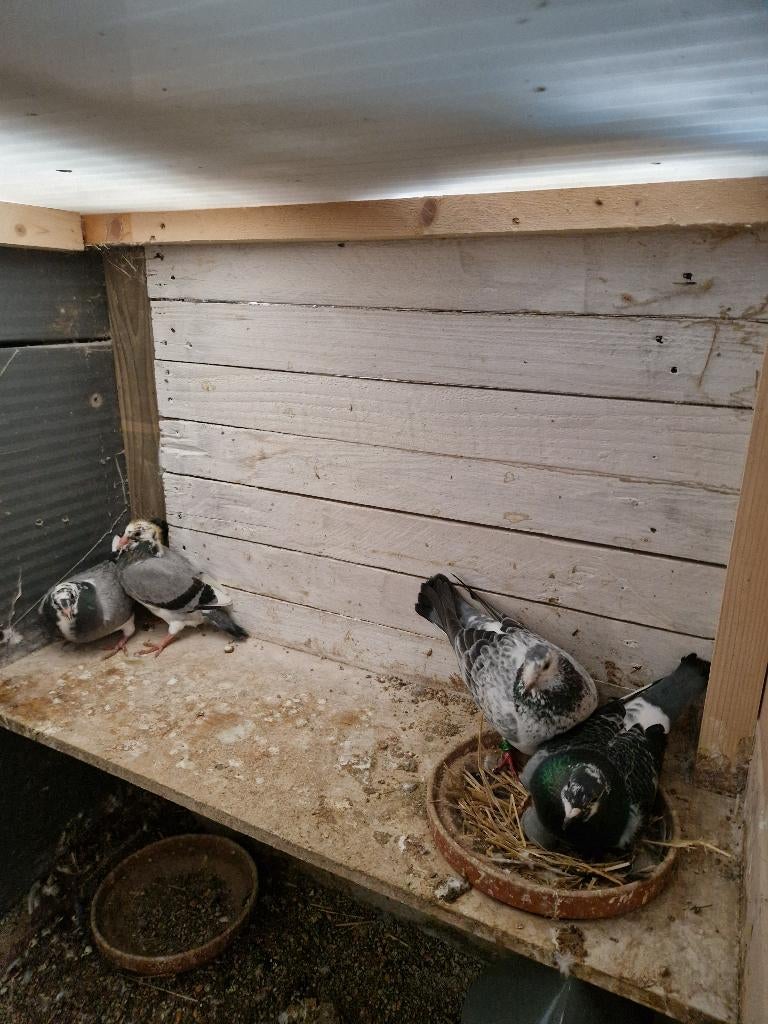 Jonge duiven, Geslacht onbekend, Postduif