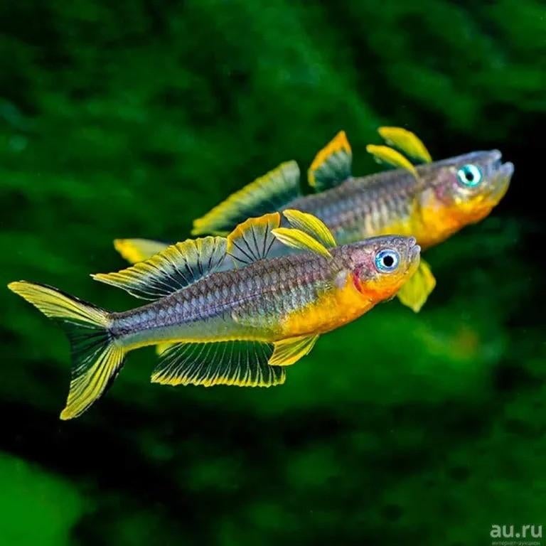 Pseudomugil Furcatus 3/4 cm, Animaux & Accessoires, Poissons | Poissons d'aquarium, Poisson d'eau douce, Poisson, Banc de poissons