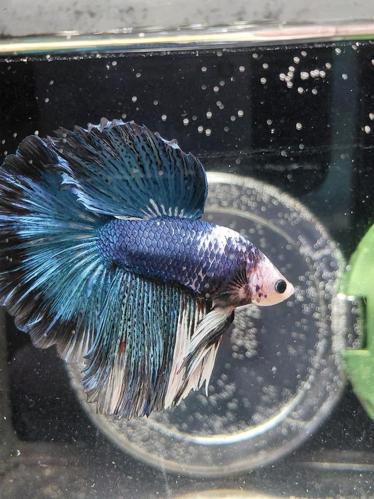 Mega halfmoon betta man, Dieren en Toebehoren, Vissen | Aquariumvissen, Vis