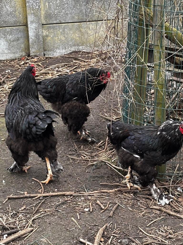 Brahma hanen te koop of ruilen, Dieren en Toebehoren, Pluimvee