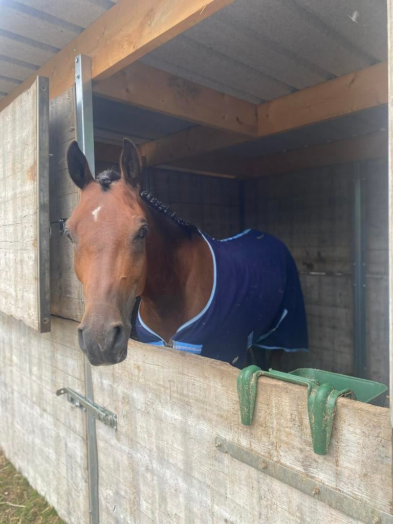 8 jarige ruin te koop, Animaux & Accessoires, Chevaux, Hongre