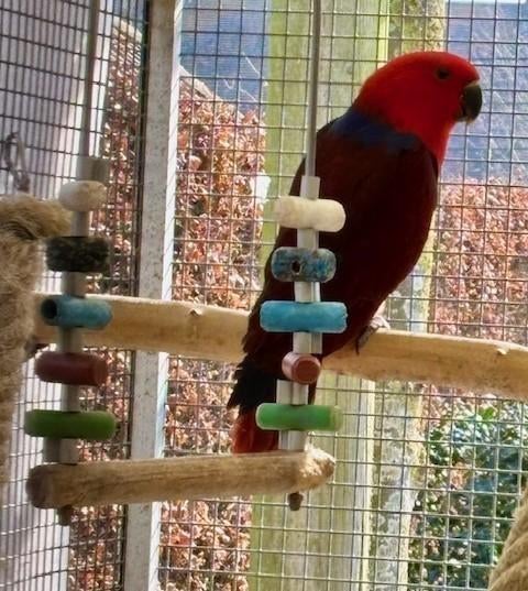 Edelpapegaai, Dieren en Toebehoren, Vogels | Parkieten en Papegaaien, Vrouwelijk, Papegaai, Tam