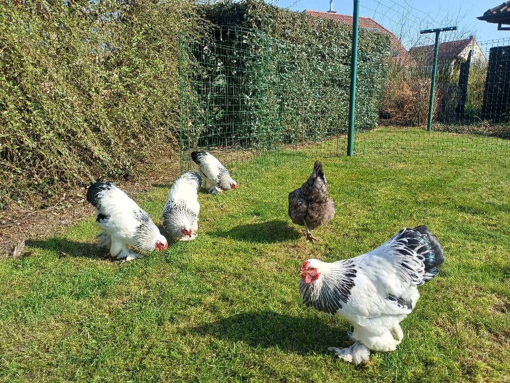 Brahma kriel wit-zwart Columbia, Dieren en Toebehoren, Pluimvee, Mannelijk, Kip