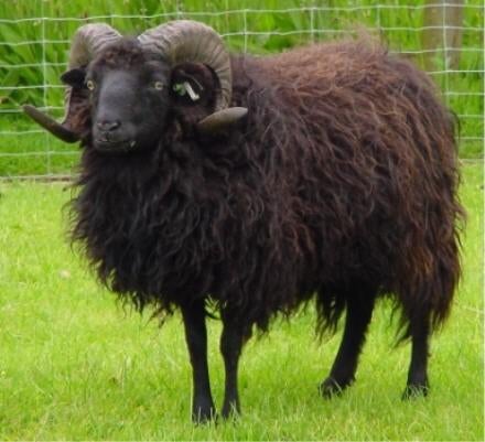 À la recherche d'un pré pour deux chèvres