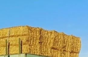 gros paquets de paille, Enlèvement, Bétail