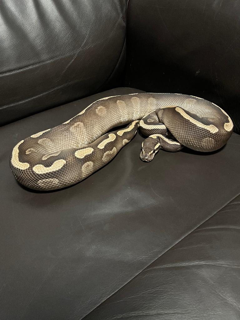 Ball python, Dieren en Toebehoren, Slang