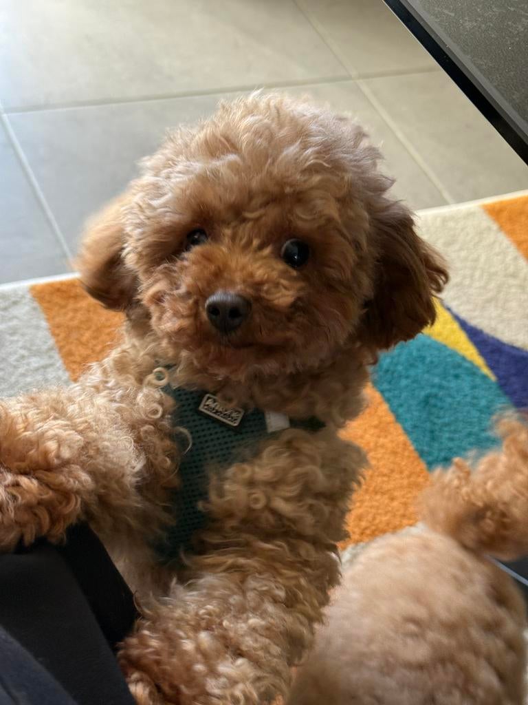 Toypoedel dekreu volledig getest met stamboom, Poedel, België, Fokker | Hobbymatig, Reu