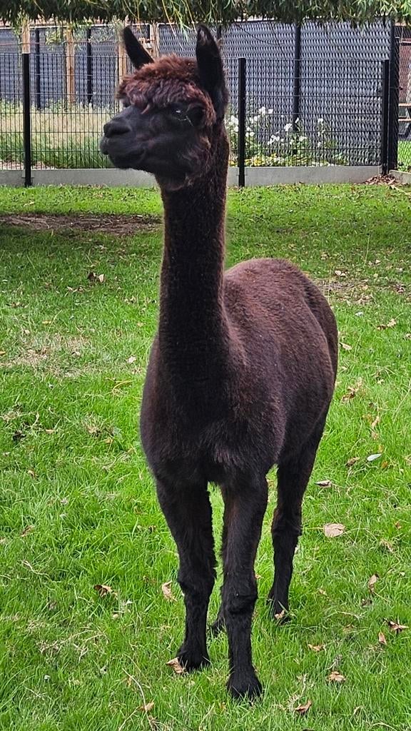 Alpaca merrie, Dieren en Toebehoren, April, Vrouwelijk