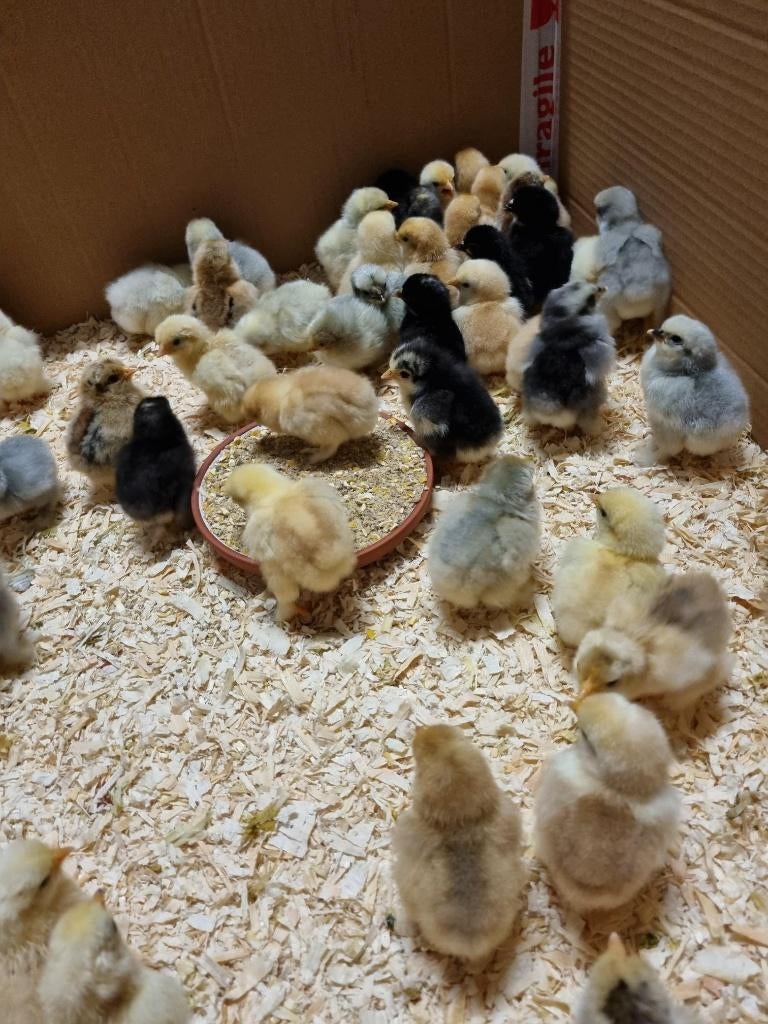 Cochinkriel kuikens, Plusieurs animaux, Poule ou poulet