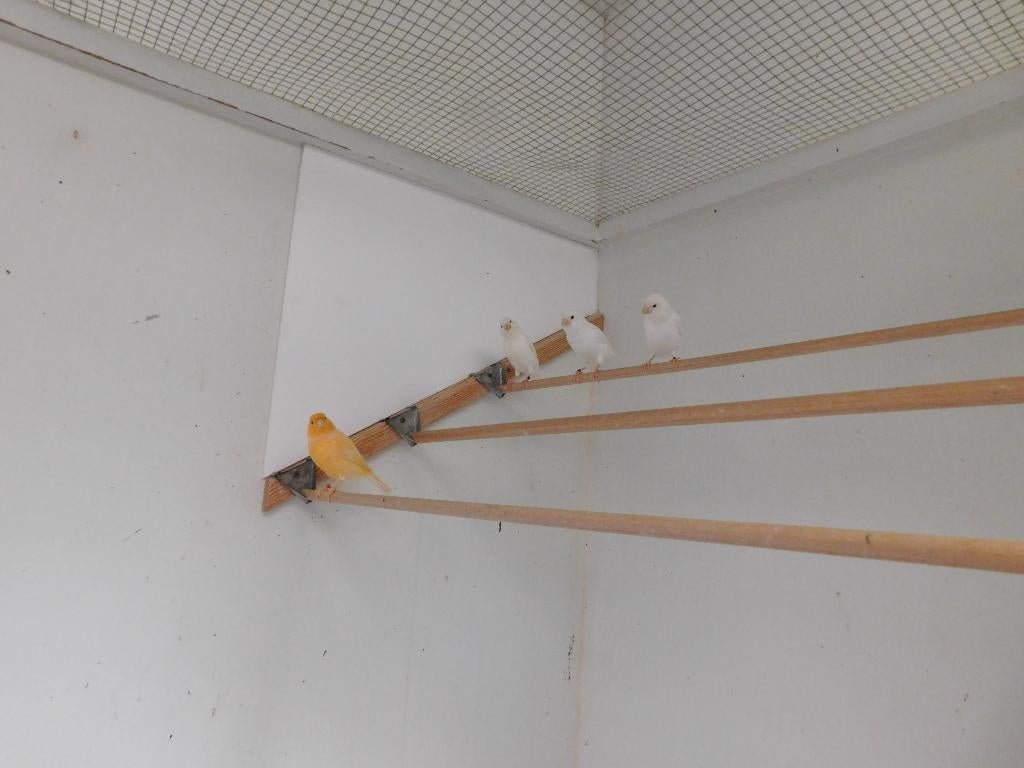 kanaries, Dieren en Toebehoren, Vogels | Kanaries, Meerdere dieren, Kleurkanarie