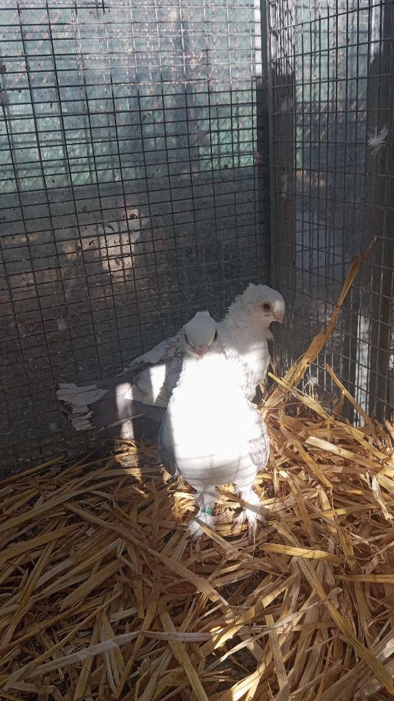 Meerdere vrouwtjes sierduiven, Vrouwelijk, Overige soorten