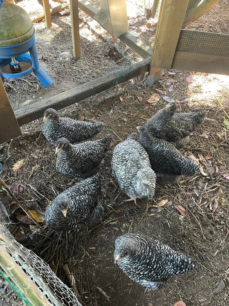 Toom Mechelse Koekoek, Plusieurs animaux, Poule ou poulet
