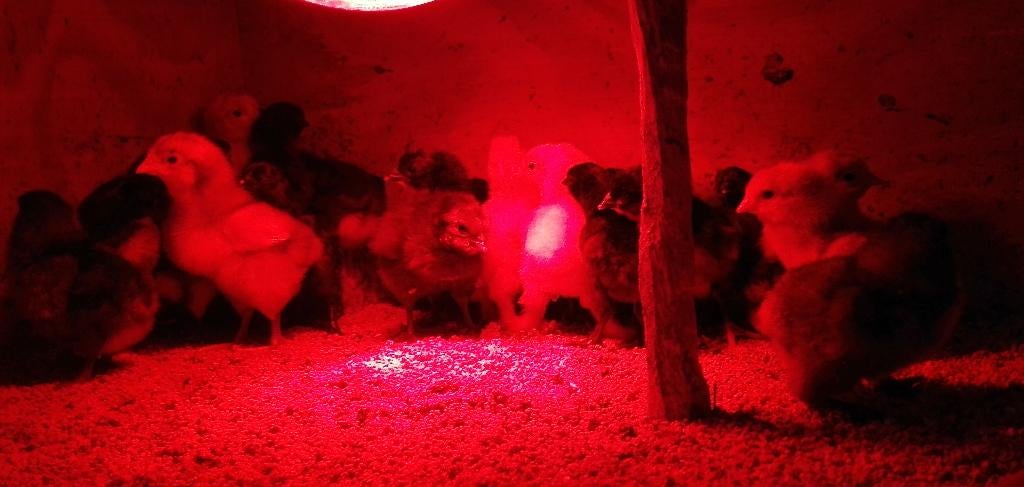 Kuikens van verschillende rassen, Dieren en Toebehoren, Pluimvee, Meerdere dieren, Kip