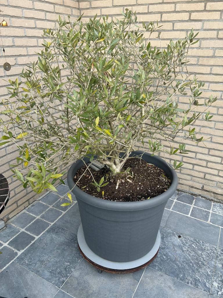 Olijfboom met pot, Tuin en Terras, Ophalen, Olijfboom