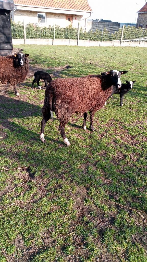 Schaap schapen, Dieren en Toebehoren, Schapen, Geiten en Varkens, Schaap